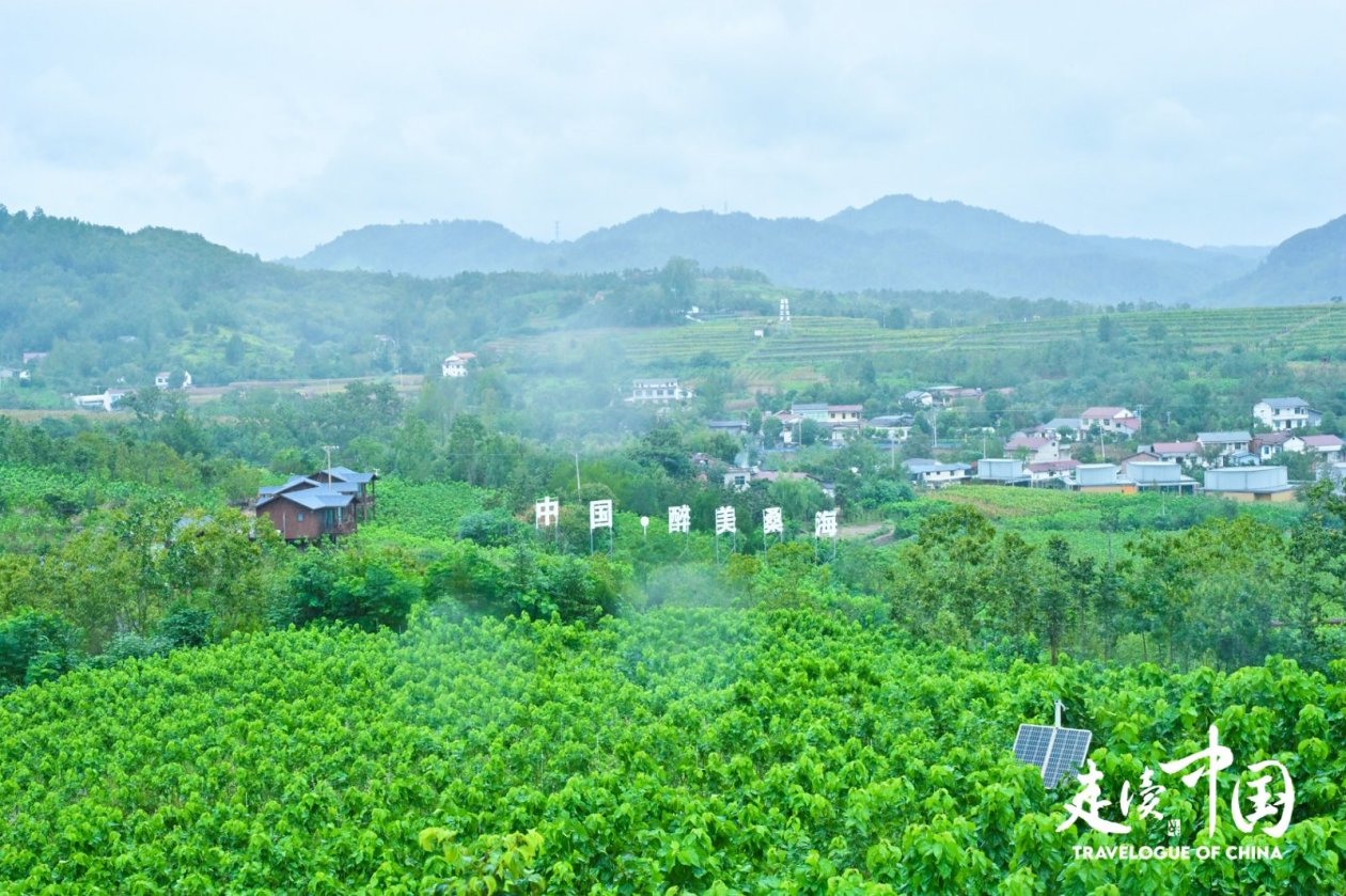 秦巴山居新图鉴:从智能蚕室到朱鹮小村的乡村振兴实践(图3)