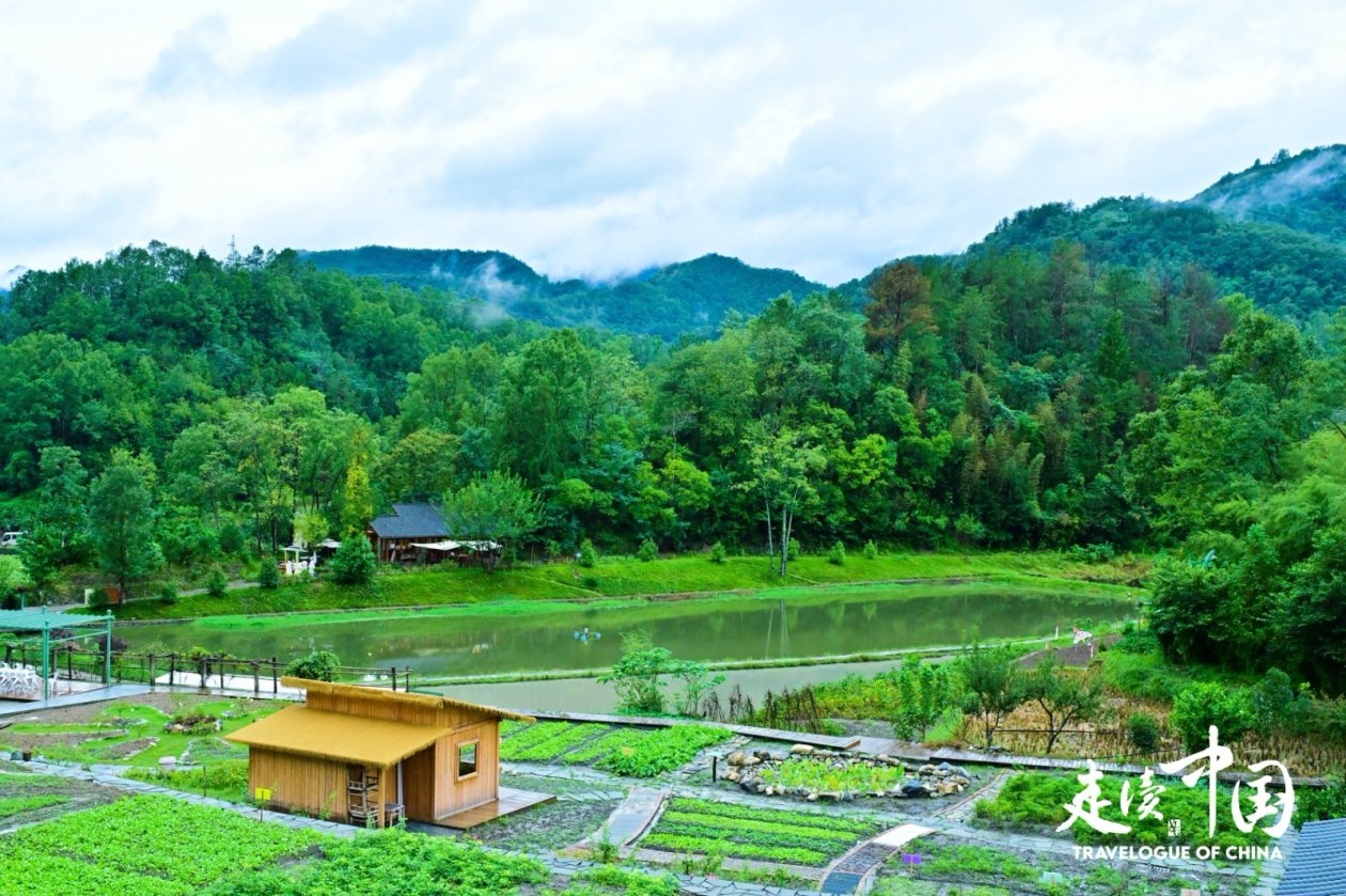 秦巴山居新图鉴:从智能蚕室到朱鹮小村的乡村振兴实践(图7)
