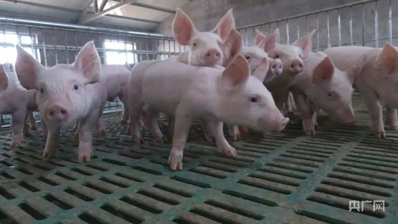 米乐M6:新质新造·兵团丨绘就“三农”新画卷奏响乡村振兴丰收曲(图1)