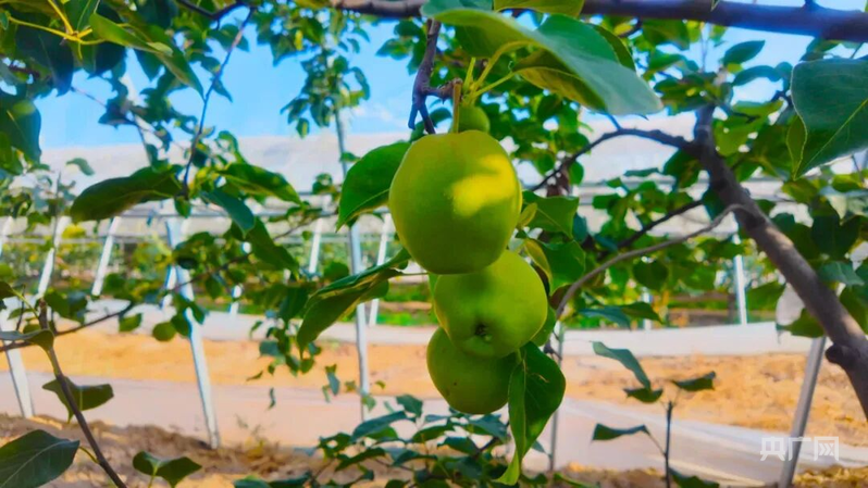 米乐M6网页版：绘就“三农”新画卷奏响乡村振兴丰收曲(图3)