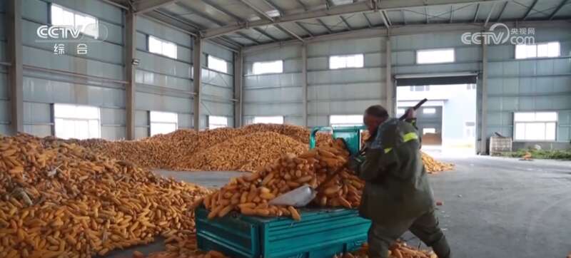 米乐M6平台：多地积极应对阴雨天气力保秋粮丰产归仓(图1)