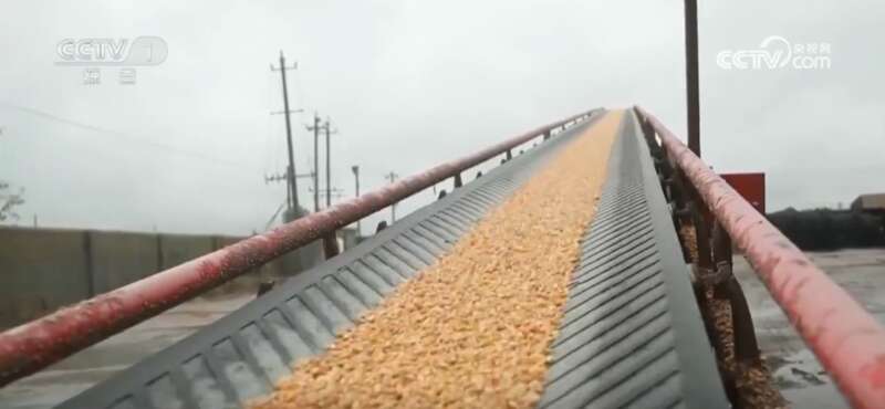 米乐M6平台：多地积极应对阴雨天气力保秋粮丰产归仓(图2)