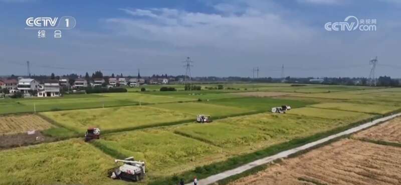 米乐M6平台：多地积极应对阴雨天气力保秋粮丰产归仓(图4)