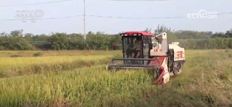 米乐M6平台：多地积极应对阴雨天气力保秋粮丰产归仓(图5)