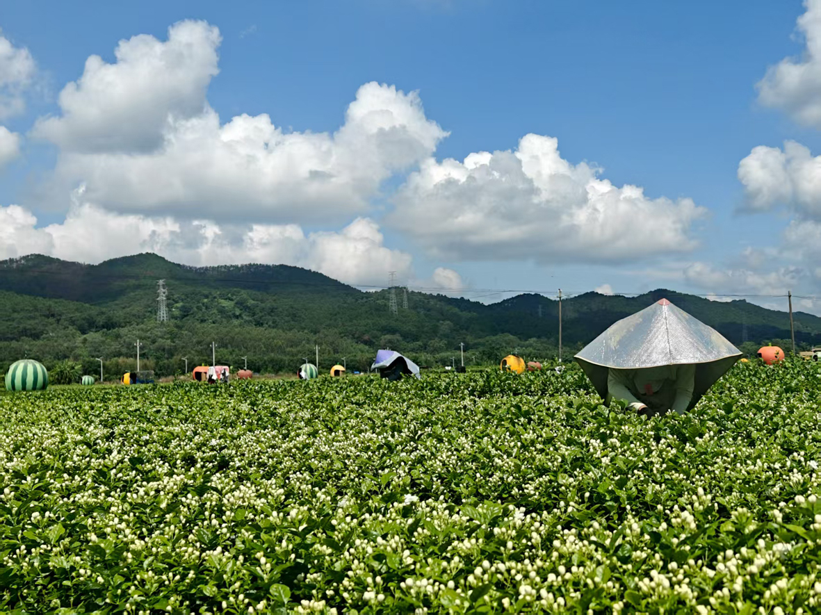 电力赋能农业激活现代化发展新动能(图1)