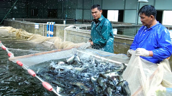 贵港市港北区：设施农业奏响乡村振兴协奏曲(图1)