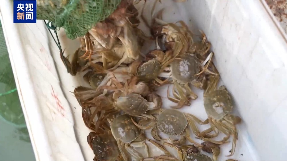 大闸蟹坐“头等舱”24小时飞抵千家餐桌(图1)