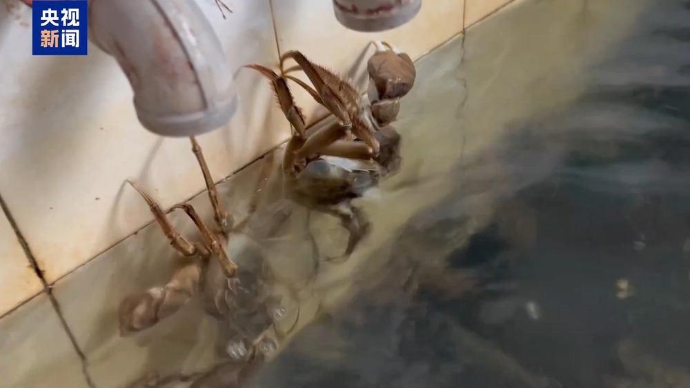 大闸蟹坐“头等舱”24小时飞抵千家餐桌(图3)