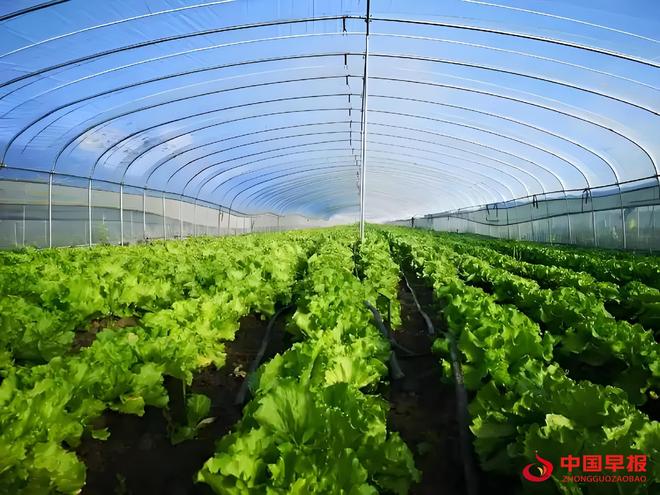 山西天镇县:设施蔬菜铺就“致富路”激活新动能(图1)