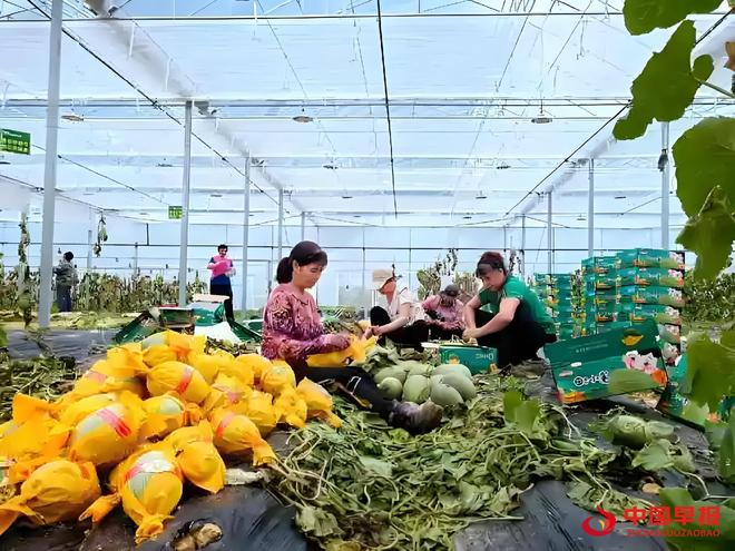 山西天镇县:设施蔬菜铺就“致富路”激活新动能(图3)