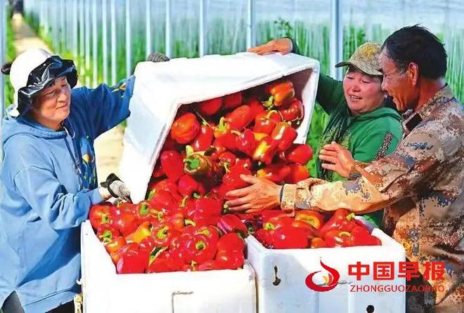 山西天镇县:设施蔬菜铺就“致富路”激活新动能(图4)