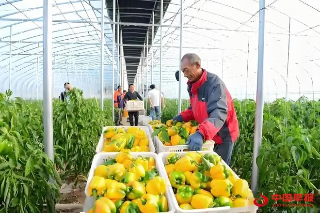 山西天镇县:设施蔬菜铺就“致富路”激活新动能(图5)