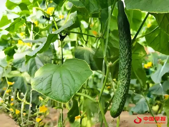 山西天镇县:设施蔬菜铺就“致富路”激活新动能(图7)