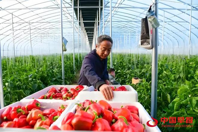 山西天镇县:设施蔬菜铺就“致富路”激活新动能(图6)