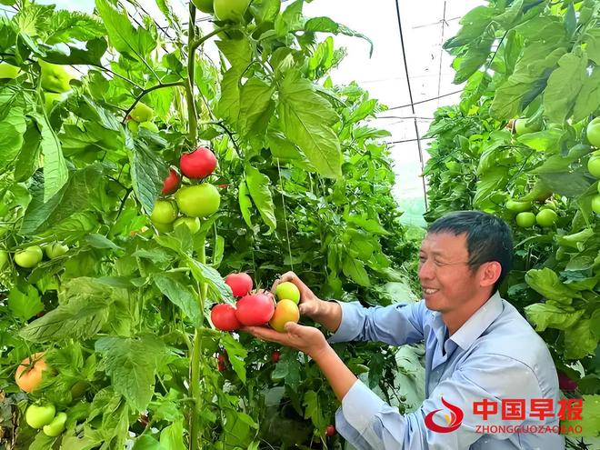 山西天镇县:设施蔬菜铺就“致富路”激活新动能(图8)