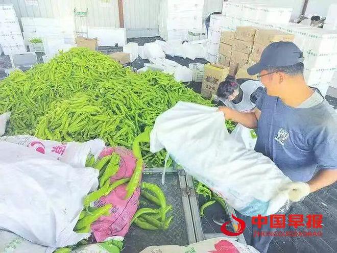 山西天镇县:设施蔬菜铺就“致富路”激活新动能(图9)