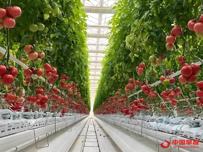 山西天镇县:设施蔬菜铺就“致富路”激活新动能(图10)