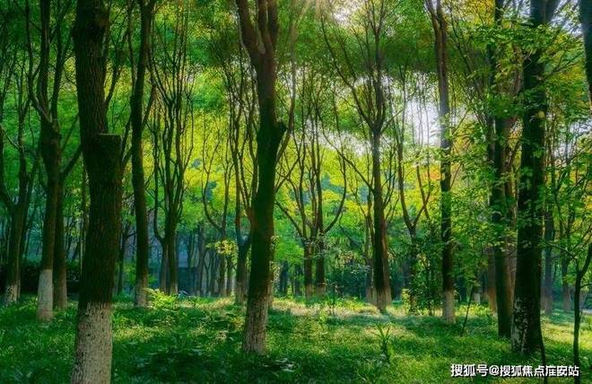 中鹰黑森林-上海(中鹰黑森林)网站最新房价-户型-容积率(图1)