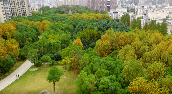 中鹰黑森林-上海(中鹰黑森林)网站最新房价-户型-容积率(图4)