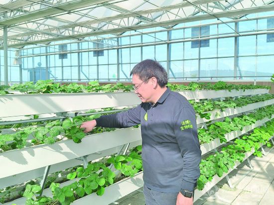 米乐M6:安徽泗县:现代农业绘就乡村振兴新图景(图1)