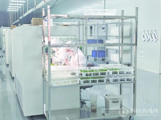 米乐M6:安徽泗县:现代农业绘就乡村振兴新图景(图2)