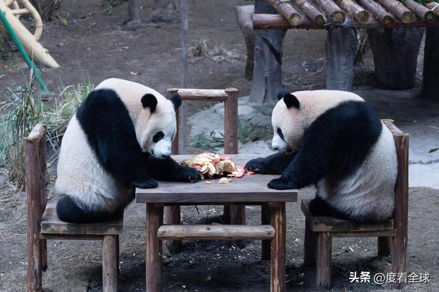 米乐M6：不止可爱！重庆熊猫聚餐的5个暖心细节藏着饲养员的温柔守护(图4)