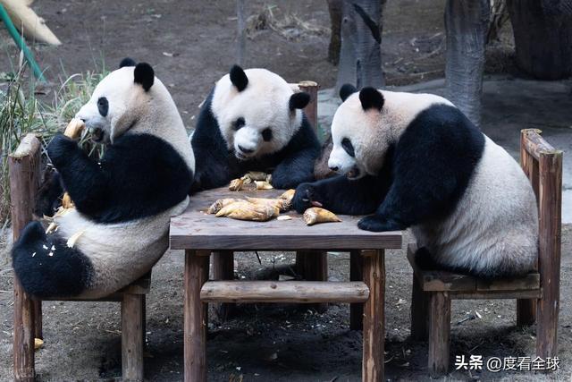 米乐M6：不止可爱！重庆熊猫聚餐的5个暖心细节藏着饲养员的温柔守护(图2)