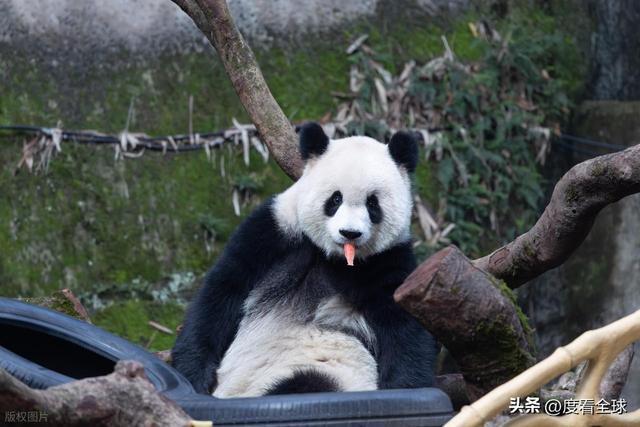 米乐M6：不止可爱！重庆熊猫聚餐的5个暖心细节藏着饲养员的温柔守护(图1)