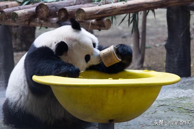 米乐M6：不止可爱！重庆熊猫聚餐的5个暖心细节藏着饲养员的温柔守护(图17)