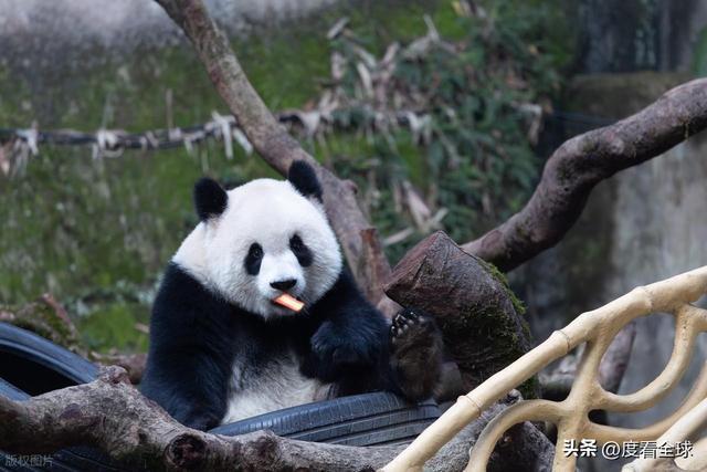 米乐M6：不止可爱！重庆熊猫聚餐的5个暖心细节藏着饲养员的温柔守护(图5)