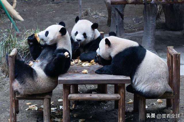 米乐M6：不止可爱！重庆熊猫聚餐的5个暖心细节藏着饲养员的温柔守护(图3)