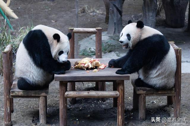 米乐M6：不止可爱！重庆熊猫聚餐的5个暖心细节藏着饲养员的温柔守护(图8)