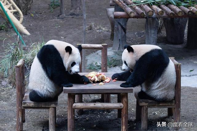 米乐M6：不止可爱！重庆熊猫聚餐的5个暖心细节藏着饲养员的温柔守护(图6)