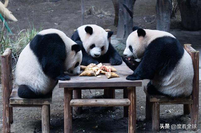 米乐M6：不止可爱！重庆熊猫聚餐的5个暖心细节藏着饲养员的温柔守护(图10)