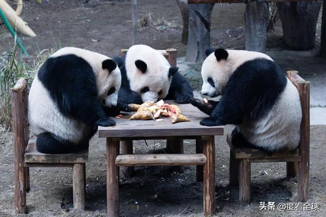 米乐M6：不止可爱！重庆熊猫聚餐的5个暖心细节藏着饲养员的温柔守护(图9)