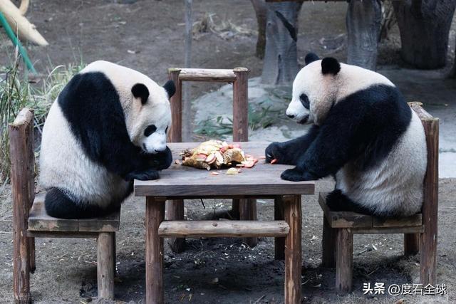 米乐M6：不止可爱！重庆熊猫聚餐的5个暖心细节藏着饲养员的温柔守护(图7)