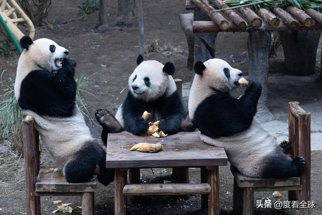 米乐M6：不止可爱！重庆熊猫聚餐的5个暖心细节藏着饲养员的温柔守护(图14)