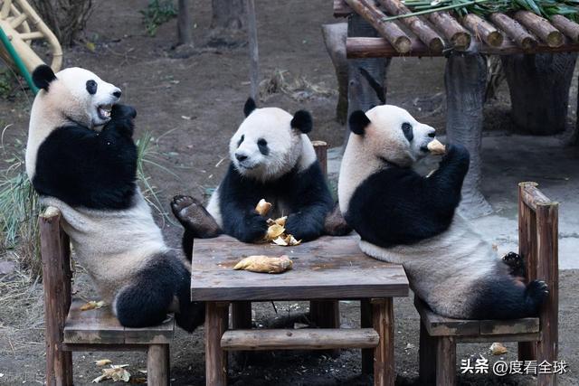 米乐M6：不止可爱！重庆熊猫聚餐的5个暖心细节藏着饲养员的温柔守护(图15)