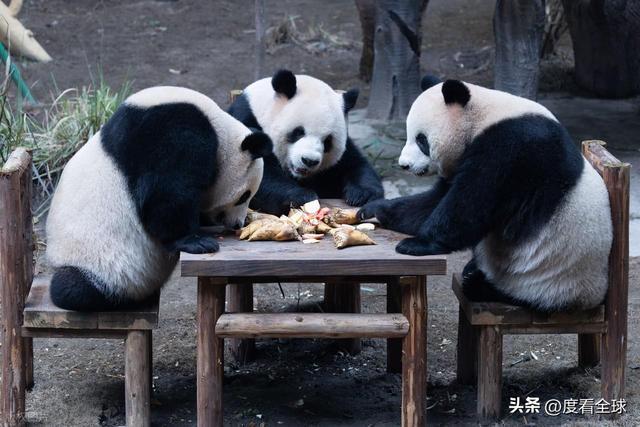 米乐M6：不止可爱！重庆熊猫聚餐的5个暖心细节藏着饲养员的温柔守护(图11)