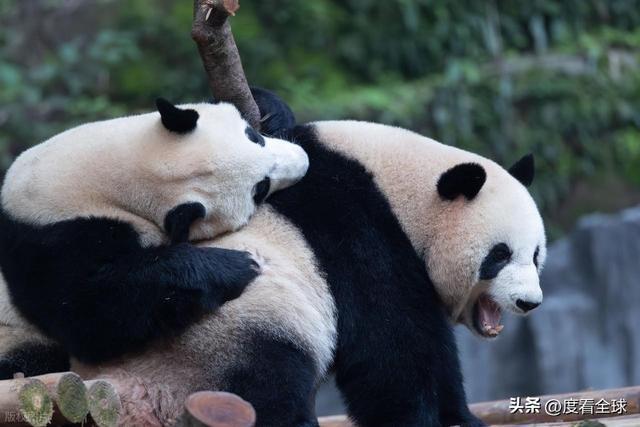 米乐M6：不止可爱！重庆熊猫聚餐的5个暖心细节藏着饲养员的温柔守护(图12)