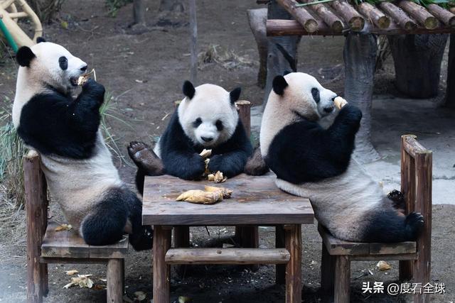 米乐M6：不止可爱！重庆熊猫聚餐的5个暖心细节藏着饲养员的温柔守护(图13)