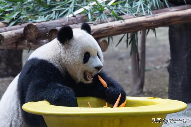 米乐M6：不止可爱！重庆熊猫聚餐的5个暖心细节藏着饲养员的温柔守护(图16)