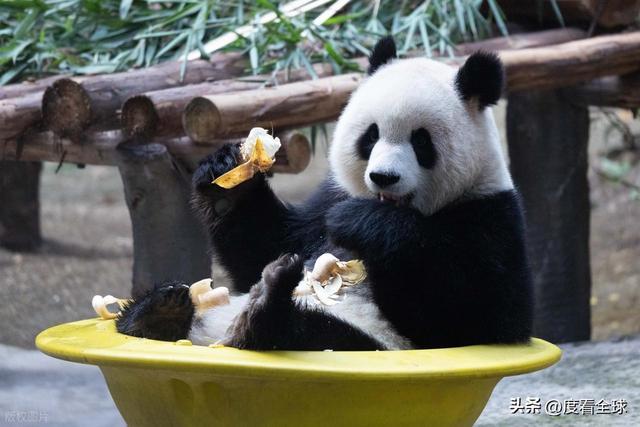 米乐M6：不止可爱！重庆熊猫聚餐的5个暖心细节藏着饲养员的温柔守护(图19)