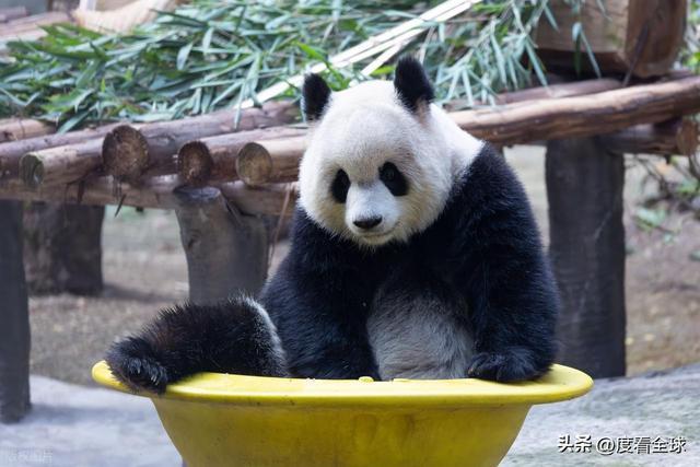 米乐M6：不止可爱！重庆熊猫聚餐的5个暖心细节藏着饲养员的温柔守护(图18)