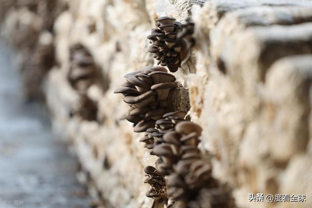 米乐M6平台:从无人敢试到远销京沪!五莲这个村靠平菇冬天也能赚得盆满钵满(图7)