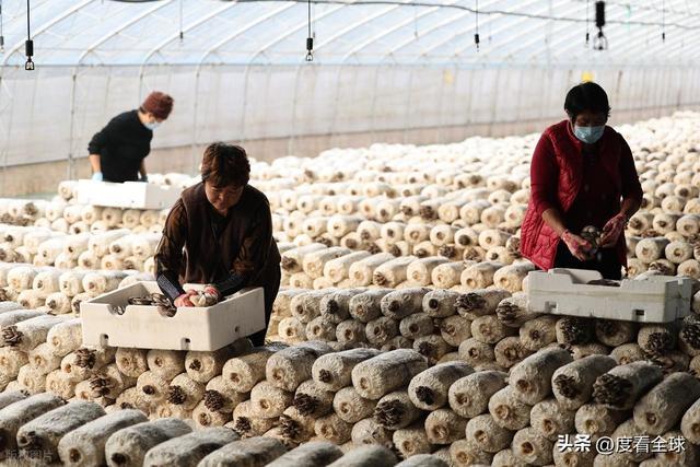 米乐M6平台:从无人敢试到远销京沪!五莲这个村靠平菇冬天也能赚得盆满钵满(图3)