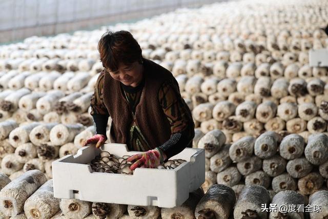 米乐M6平台:从无人敢试到远销京沪!五莲这个村靠平菇冬天也能赚得盆满钵满(图6)