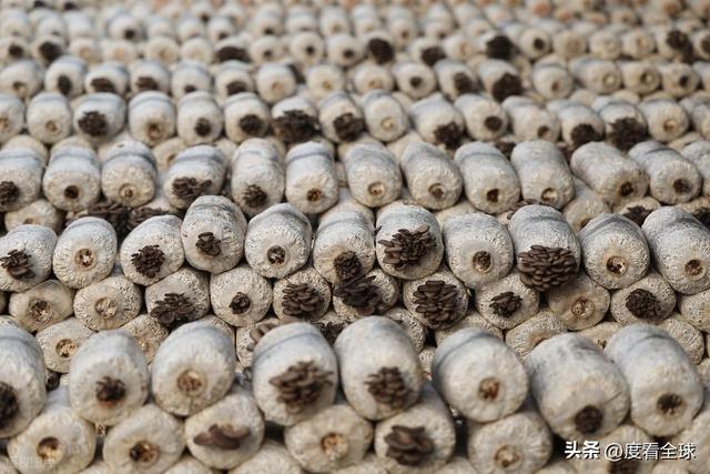 米乐M6平台:从无人敢试到远销京沪!五莲这个村靠平菇冬天也能赚得盆满钵满(图2)