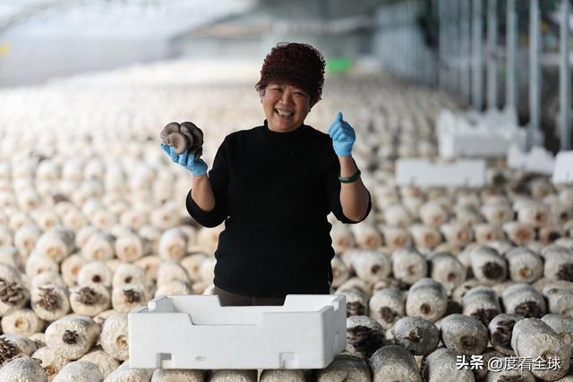 米乐M6平台:从无人敢试到远销京沪!五莲这个村靠平菇冬天也能赚得盆满钵满(图1)