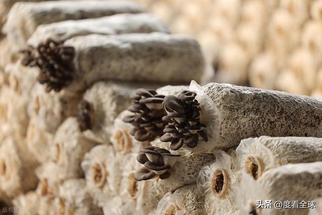 米乐M6平台:从无人敢试到远销京沪!五莲这个村靠平菇冬天也能赚得盆满钵满(图5)